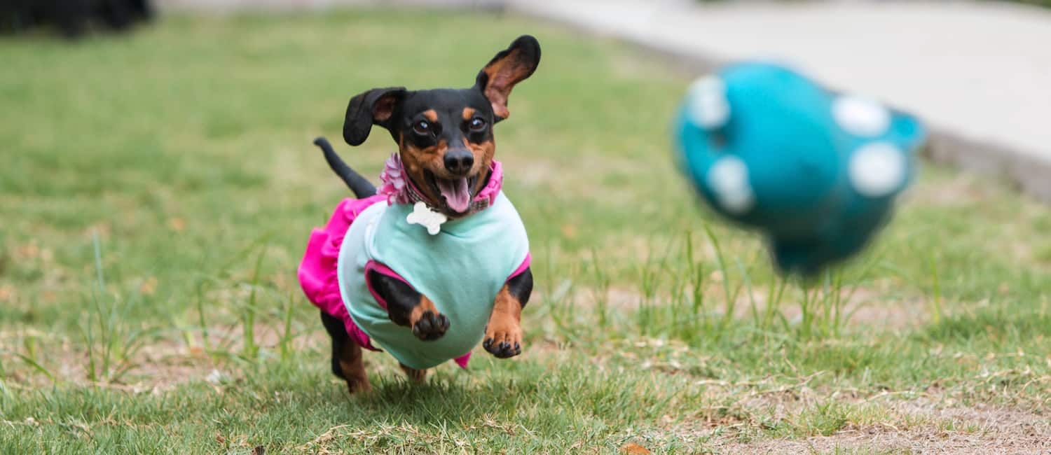 Image for Best Atlanta Pet Boarding Options