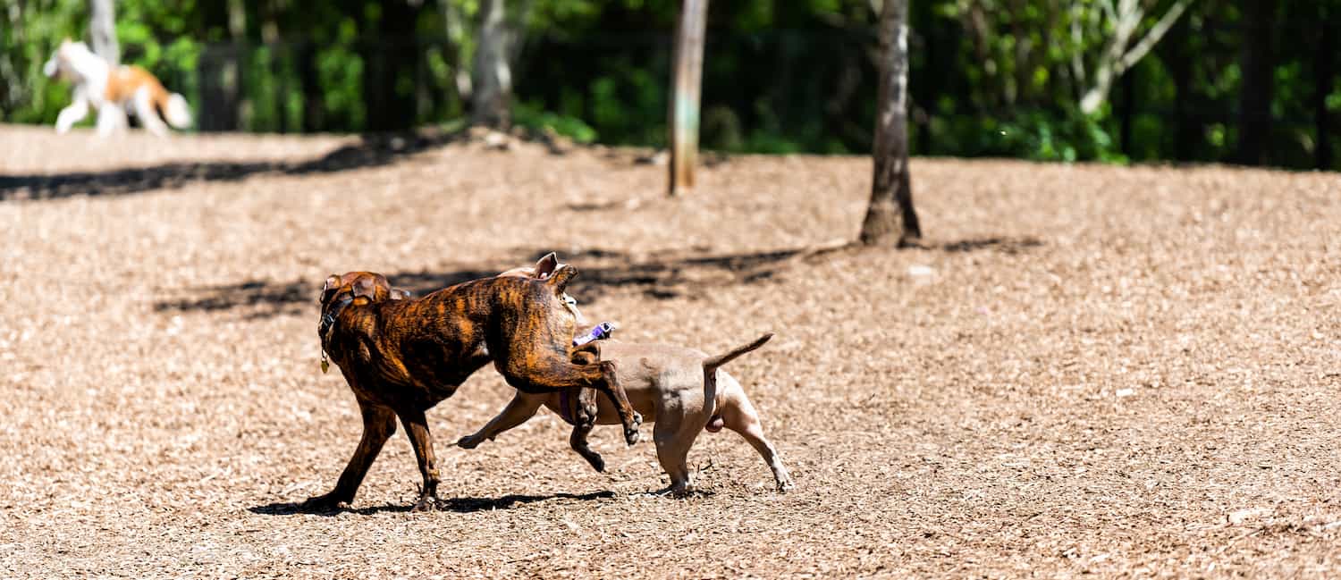 Image for Sniffin’ Out Peachy Dog Parks in Atlanta