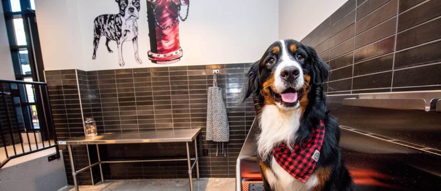 Image for Awesome Pet-friendly Apartments in Washington D.C.