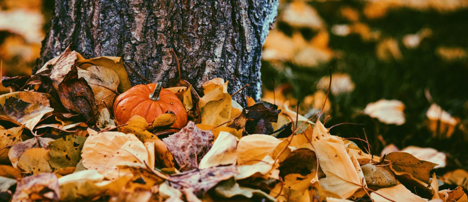 Image for Predicting Fall Décor Trends: What to Expect This Season