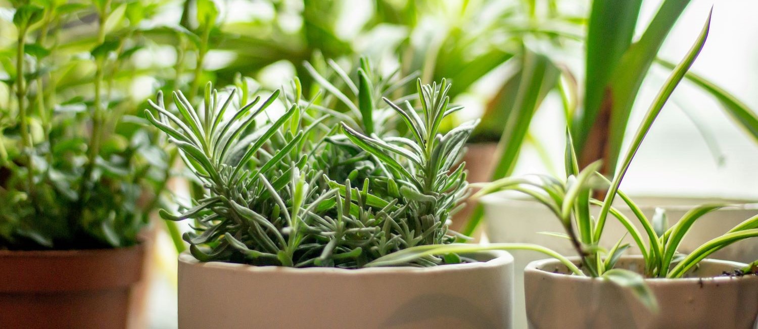 Image for Starting a Balcony Herb Garden: A Beginner’s Guide