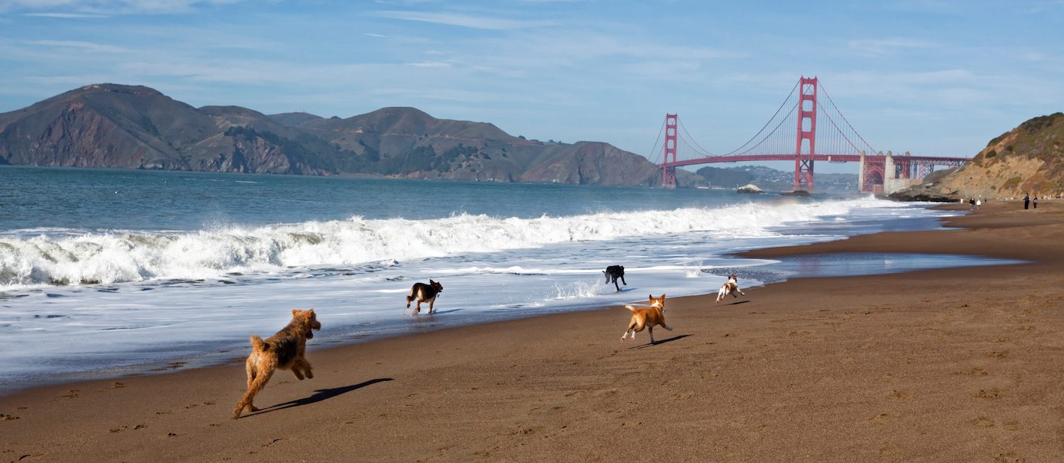 Image for The Best Dog-Friendly Apartments in San Francisco