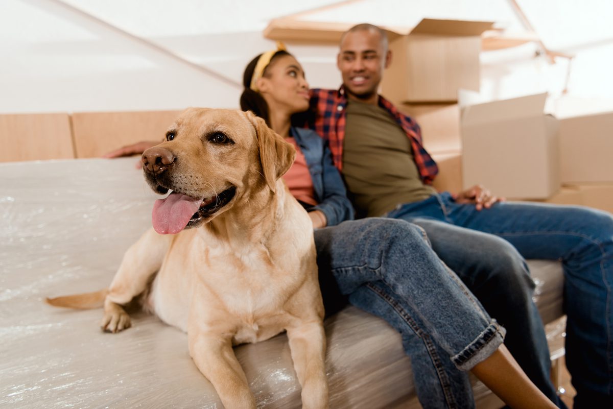 Take care of your pets while moving