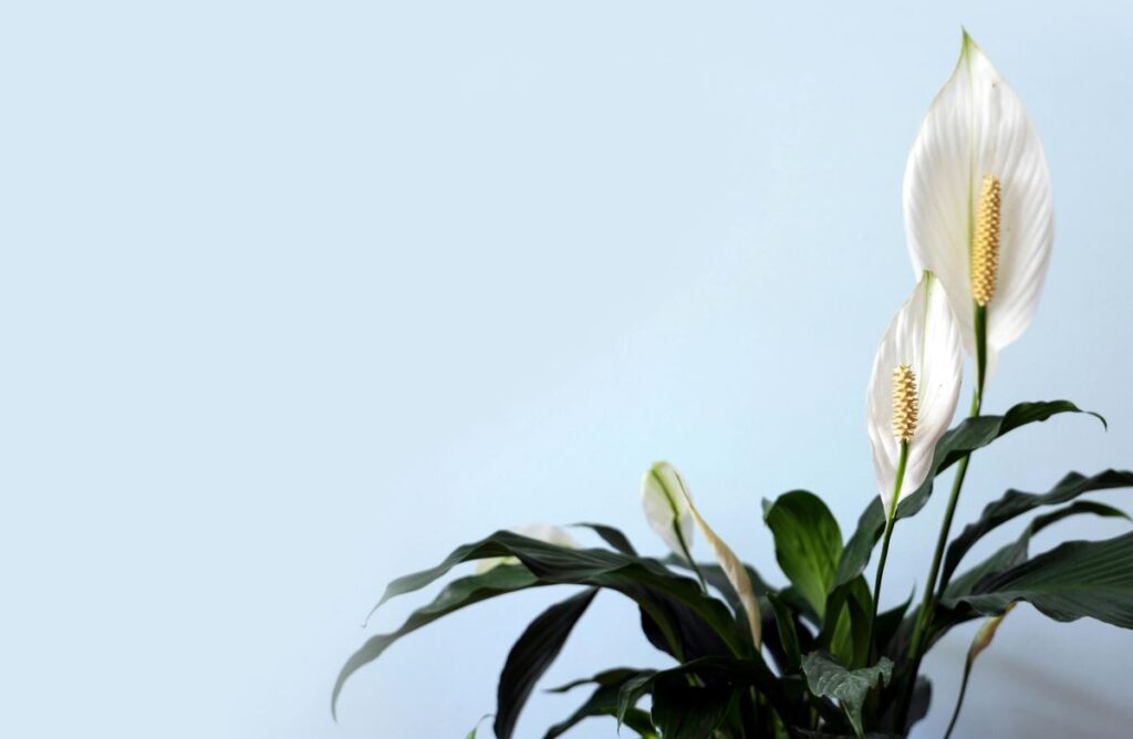Peace lily to aid in promoting a calm aesthetic at home