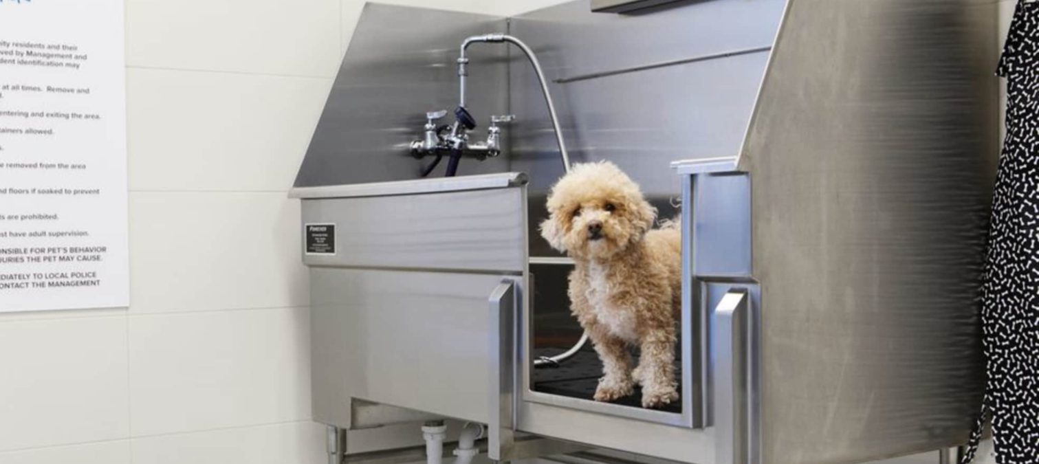 Image for 10 Awesome Pet-Friendly Apartments in Seattle