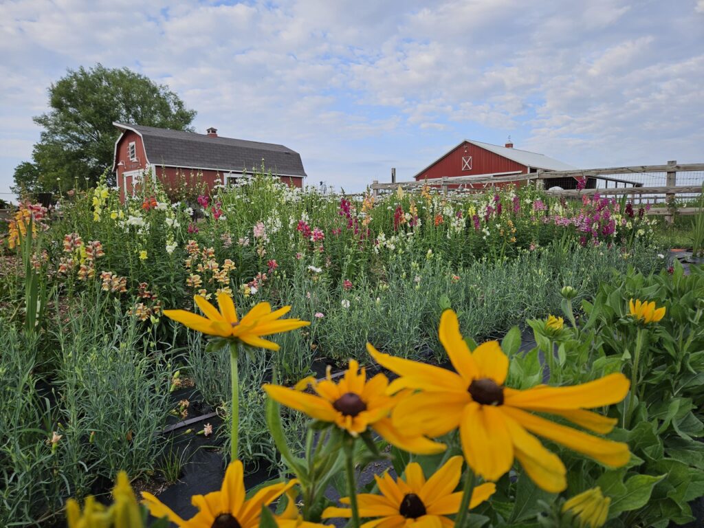 Bramble's Edge Farm flower fields