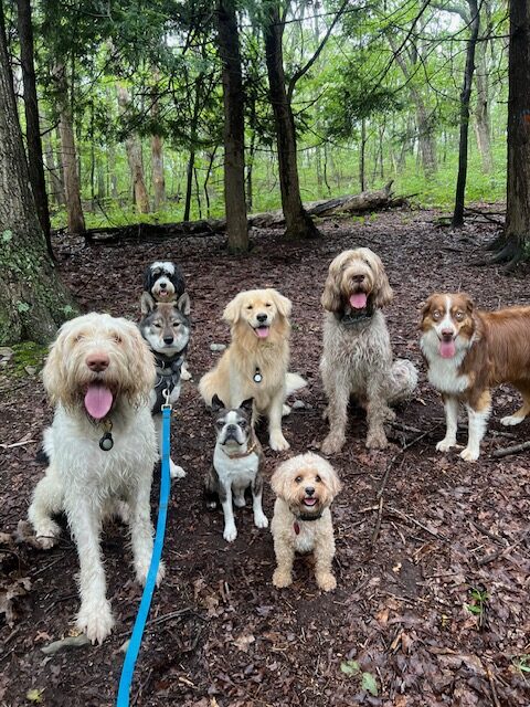 dogs on a hike with My Dog Hikes