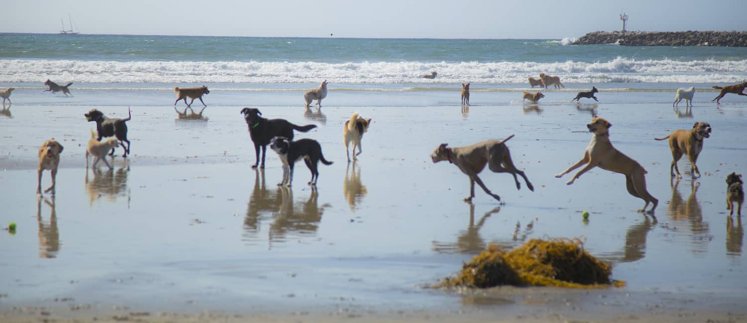 Image for Best San Diego Neighborhoods for Dog Owners