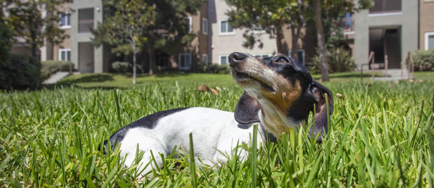 Image for Awesome Pet-friendly Apartments in San Diego