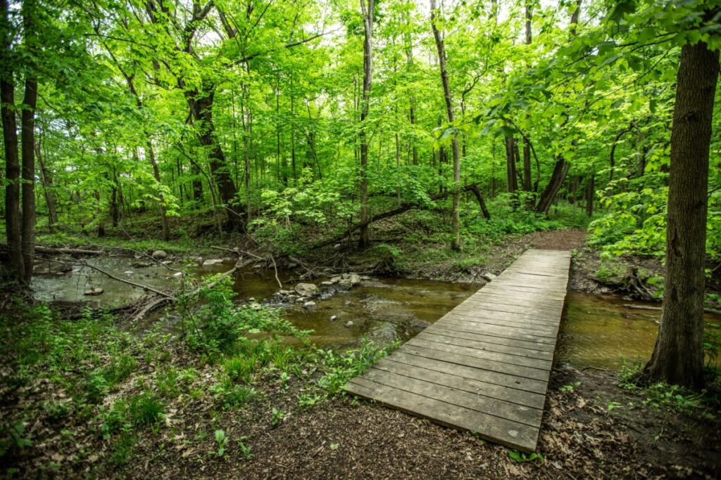 Boardwalk running through a dense forest park in New Berlin, WI