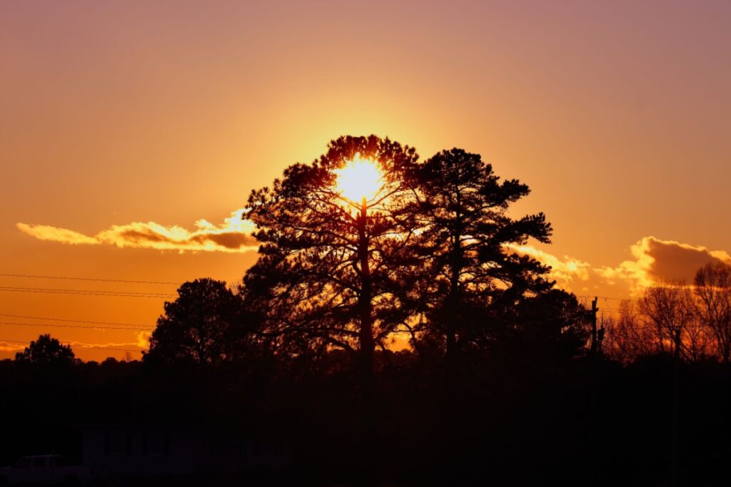 Sun setting over a gorgeous tree in the Raleigh suburbs